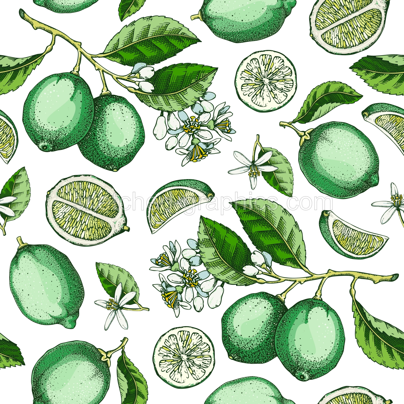 Lime fruit seamless pattern. Citrus fruit sketches watercolor style. Botanical background. Exotic plants texture. Hand drawn vector illustration. NOT AI generated Illustration